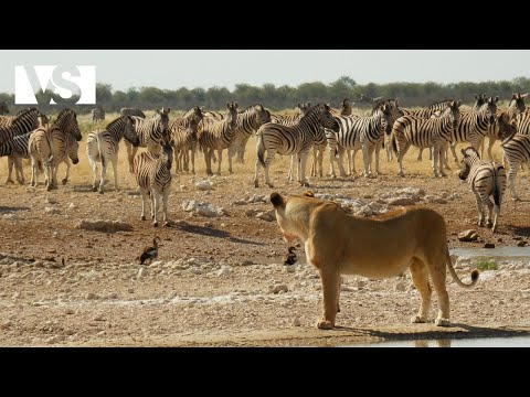 AFRIKANISCHE SAVANNE | Der Tödliche Kreislauf des Lebens im Wildesten Land – Tierdokumentation