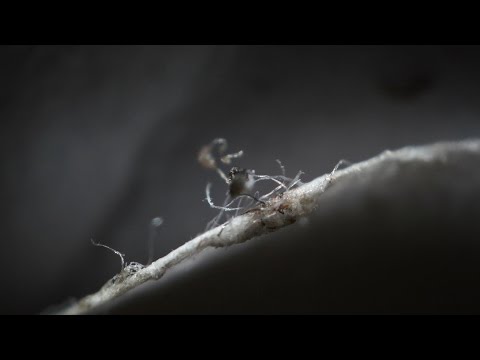 The Something (2007, Photo collage with music)