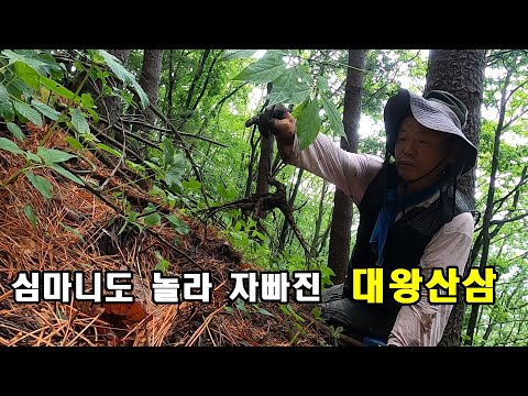 심마니도 놀라 자빠진 대왕산삼 발견했다. 꽃송이버섯 보러 갔다 발견한 대형 산삼.