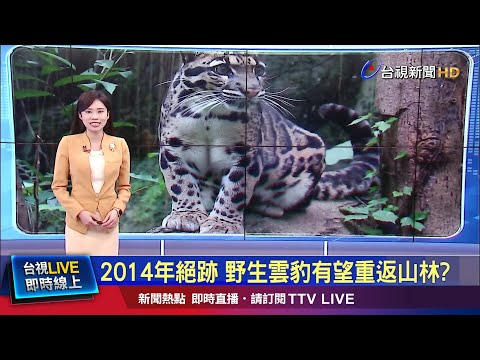 2014年絕跡 野生雲豹有望重返山林?