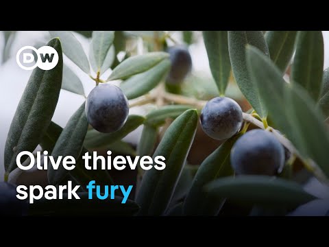 Criminal gangs exploiting the olive oil crisis in Spain | DW Documentary