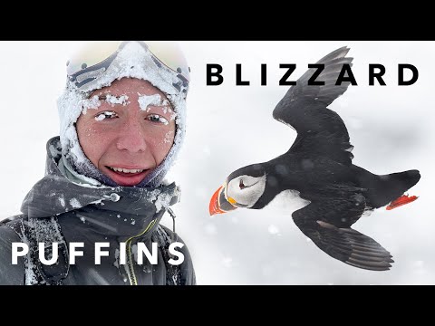 Puffin Photography in the ARCTIC