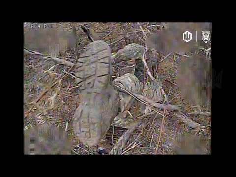 Track "Last Photo" Author: The Bloger UA, 414 arr. Birds of the Magyar.