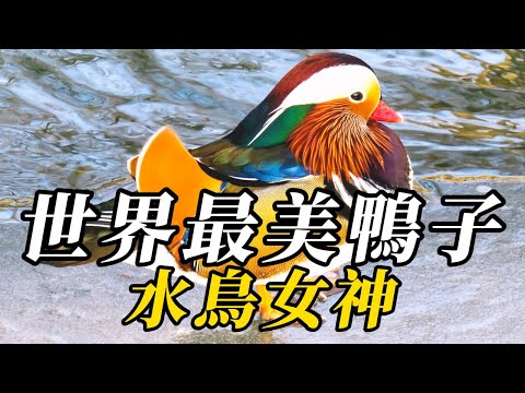 全世界最美的10種鴨，鴛鴦僅能排第二！第壹名宛如嫦娥踏月，美到不可方物！#animals #知识渊博 #野生动物 #百科密码 #科普 #寵物 #野生動物