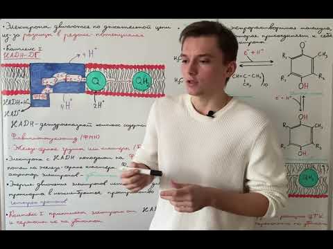 Окислительное фосфорилирование: I и II комплексы дыхательной цепи