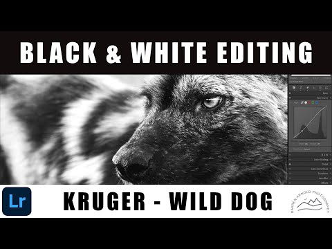 Black & White Wildlife Photography Edit | African Wild Dog in Kruger National Park