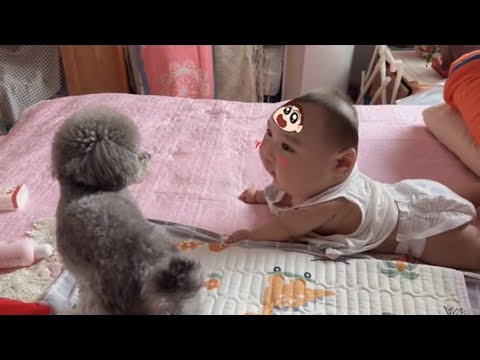 These cats and dogs are weird 