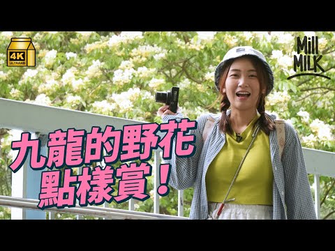 #MM｜大角咀魚木花海靚過日本 香港植物管理亂因涉及8個部門？教你遍地賞花認識簕杜鵑、苦楝 花同城市有咩關係？「植物令我們感覺到有四季」｜#旅遊止癮 #4K