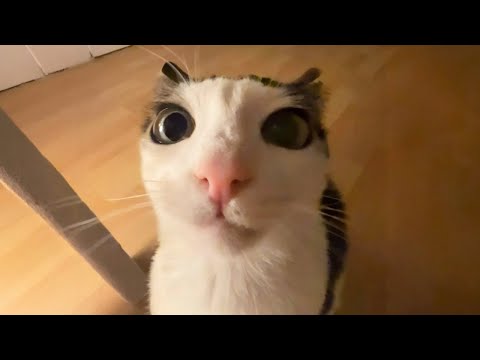 New Funniest Cats Clips 2025😼Try Not To Laugh😜 #30