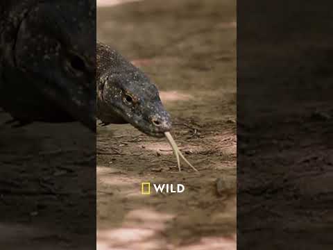 Ein giftiger Showdown | Mai mit Biss