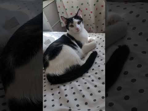 POV: Your Landlord Accepts Rent in Cuddles 🐱💞 #youtubeshorts #funnycats #catsofyoutube