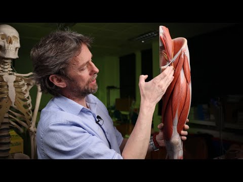 Femoral nerve anatomy