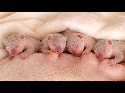 Raising 20 Koala Joeys for 20 Days — Here’s What Happened | The First 20 Days of Newborn Animals