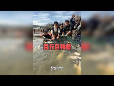 大表哥盘下百斤巨物塘的第一天,拉网有多少鱼?