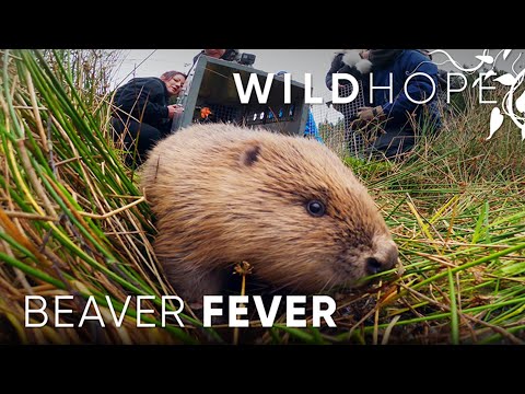 The busy beavers bringing wetlands back to the UK | WILD HOPE