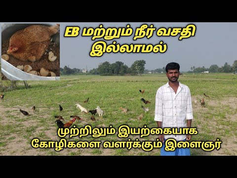 சிறுவிடை நாட்டுக்கோழி வளர்ப்பு | siruvidai kozhi  day old chicks available in Villupuram.6379534758