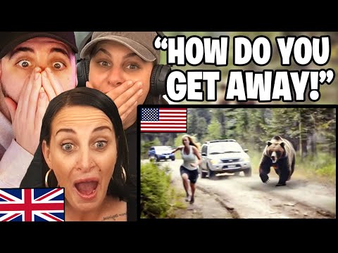 British Family Reacts to When Bears Go On A Rampage in the US!