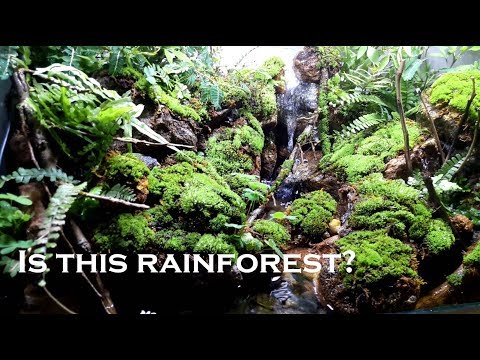 How to set up paludarium rainforest -  Bể bán cạn suối và rừng