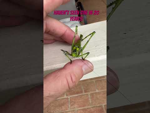 Where are all the grasshoppers i saw as a kid?