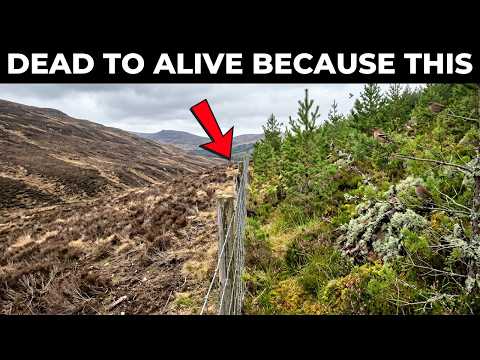 Scotland Put Up a Fence in a Dead Forest — What Grew Inside Doesn't Look Real