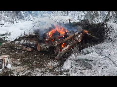 Лес от государства на хоз постройки//лес на баню