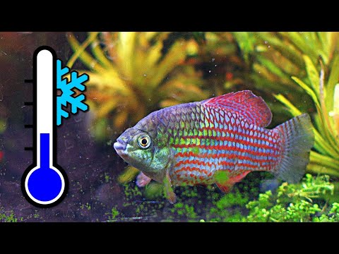 Top 10 Frosty Fish for a Cool Water Aquarium ❄️