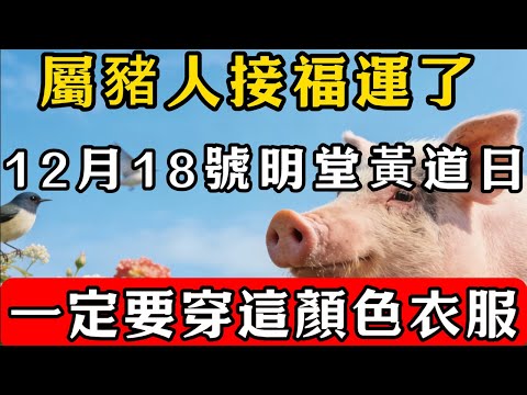生肖豬必看，明天12月18號，一定要穿這顏色接財神！菩薩保你財運大爆發！#佛教 #佛家 #佛法 #佛學知識 #佛學智慧 #修心修行 #佛教文化 #禪悟人生#傳統文化