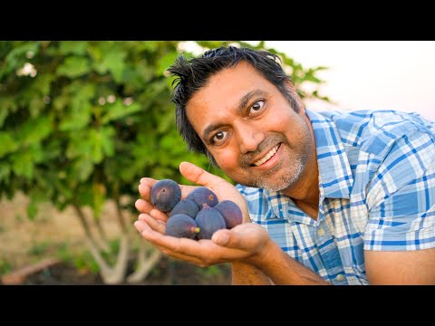 Why People Fail at Growing Fig Trees