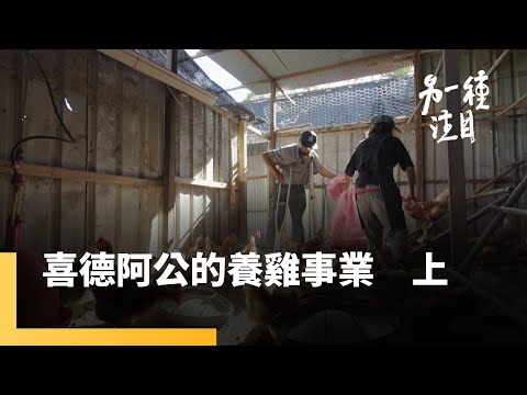 《喜德阿公的養雞事業(上)》「雞」動人生，養雞路上沒有捷徑｜另一種注目 #鏡新聞
