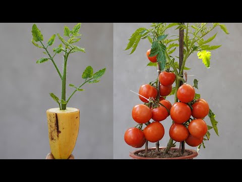 Planting Tomatoes This Way Will Produce Tomatoes Like Crazy And Be Harvested Quickly