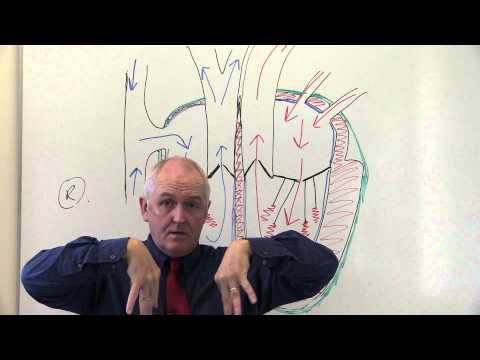 Cardiovascular System 2, Heart, Blood flow through the heart