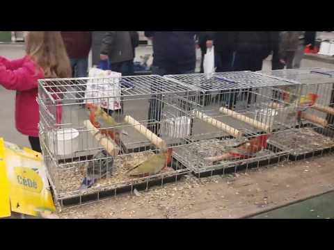 Выставка попугаев, канареек в Голландии.