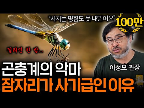 잠자리의 사냥 성공률이 95%인 이유(사자는 20%...)  | 과학정모 EP.3