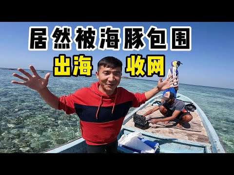 《环球探海记》阿曼 第39天：今天和当地渔民出海收网时，居然被一大群海豚包围！   #渔民生活#马西拉岛#阿曼旅行