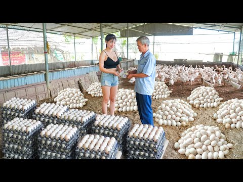 Harvest Many Eggs On The Duck Farm, Use Motorbike To Carry Duck Eggs Go To Market Sell