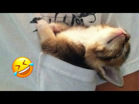 Animals will break your heart 😂 Cute and funny animals 2024 😍