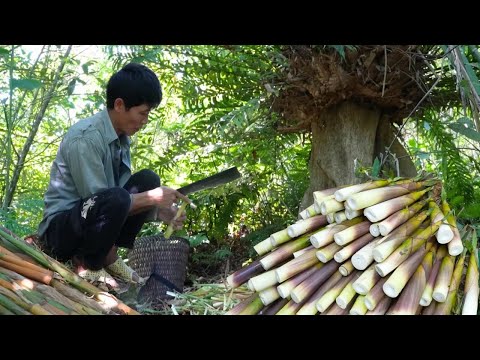 Harvesting Bamboo Shoots, Star Fruit and Wild Bananas for a Busy Countryside Market Day