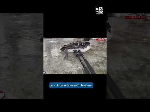 Loon rescued near Waterville, Maine