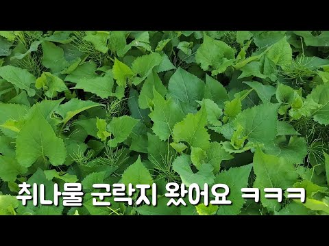 취나물 뜯어 삼겹살 구워야죠 이게 횡제네요