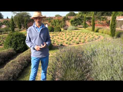 How and when to prune your Lavender