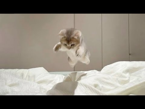These Kittens Deserve an Oscar for Drama 😂🐱 30 Minutes of Laugh