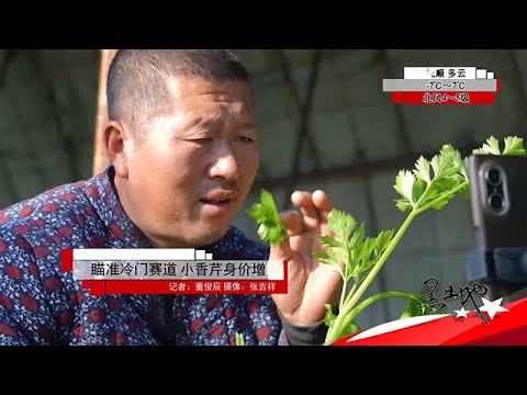 黑土地 20251116：瞄準冷門賽道，小香芹身價增