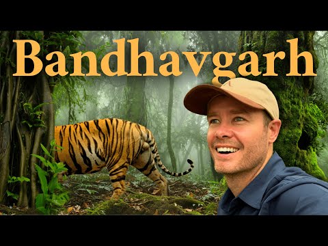 Inside One of India’s Best Tiger Reserves – What It’s Really Like