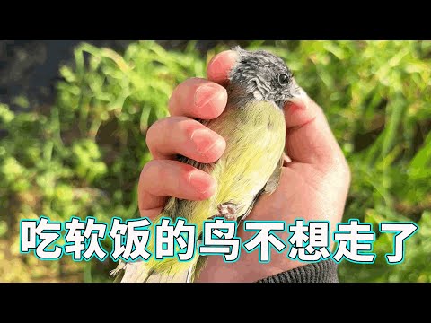 [Birds Growth Record] The bird whose nest was damaged by freezing left a single seedling. It was ve