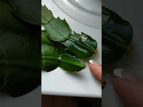 Декабрист. Цветение . Опытные советы.