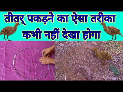 Teetar pakdane ka naya tarika