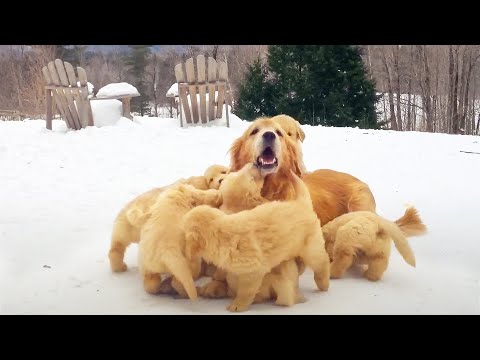FUNNIEST Pets of the DECADE! 😮 🤣 | 90 Minutes