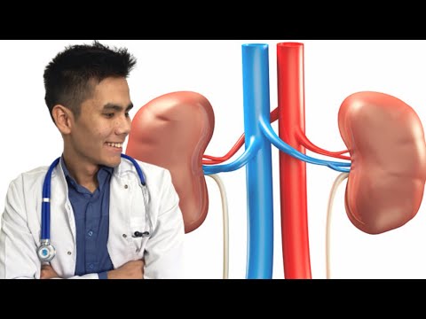 ЗӘР ШЫҒАРУ ЖҮЙЕСІ АНАТОМИЯ | ФИЗИОЛОГИЯ | ТҮСІНІКТІ ТІЛДЕ