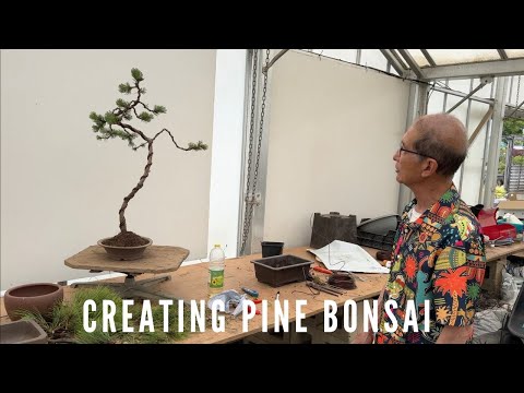 Creating Pine Bonsai