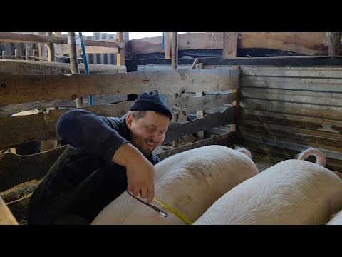 ‼️🐖5 місяців від народження - 200 кг❓️як заробити гроші в селі ❓️#farmer #farming #pig #комбікорм 